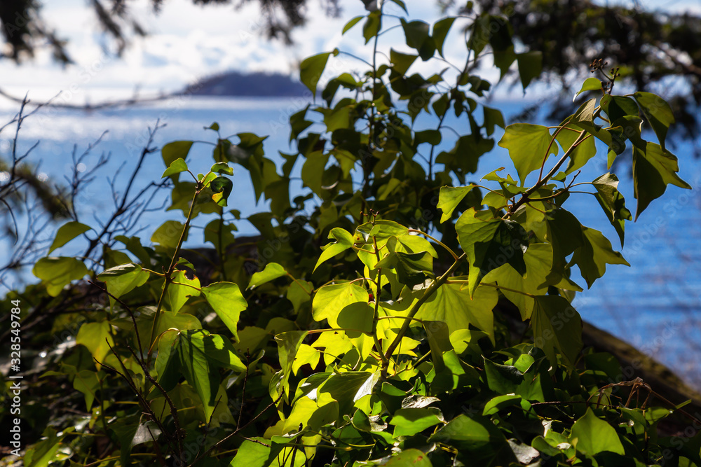 Fototapeta premium Colorful Green Leafs shined by the sunlight in the woods by the Pacific Ocean Coast during a sunny winter day. Taken in Whytecliff Park, West Vancouver, British Columbia, Canada. Natural Background