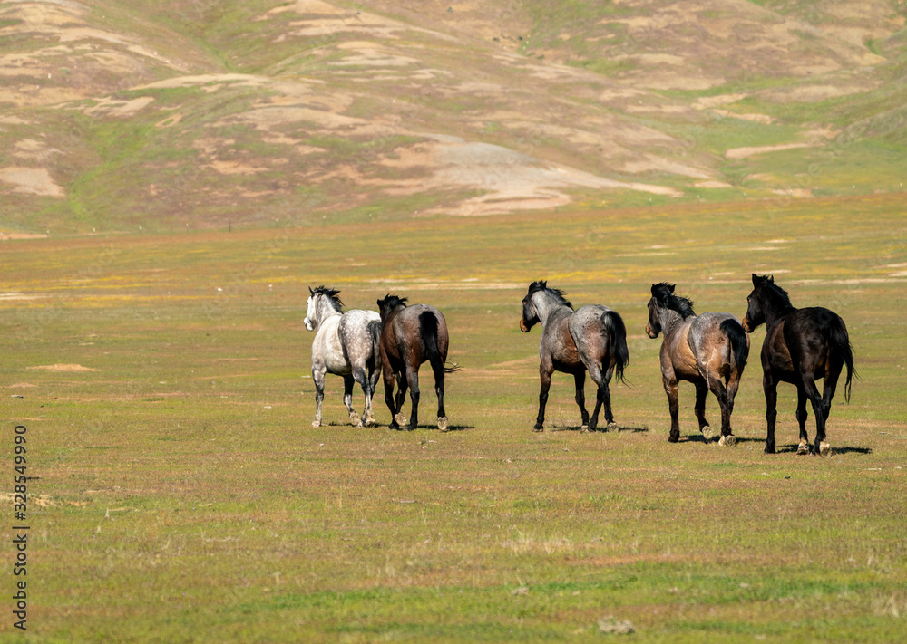 Obraz premium Landscape with horses galloping on a wide prairie with mountains in the background