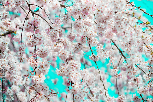 beautiful cherry blossom,sakura are blooming in vintage tones with bright sky for background.