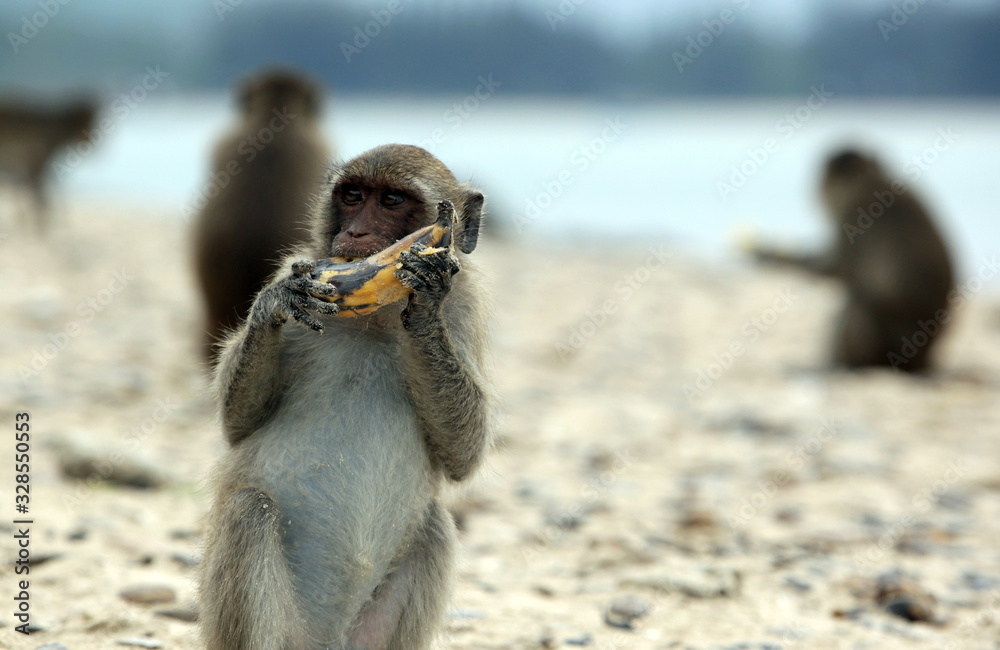 Naklejka premium ASIA THAILAND HUA HIN DOLPHIN BAY MONKEY ISLAND