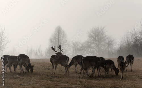 deer and roe deer in the pasture