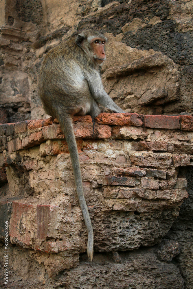 singe en liberté sur un mur dans la ville de lopburi en thaïlande