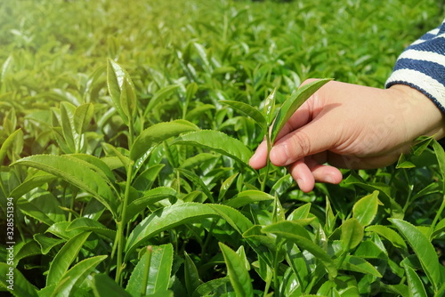 A hand picking tea leaf in tea field. Soft focus. Nature, agriculture, food and drink concept.