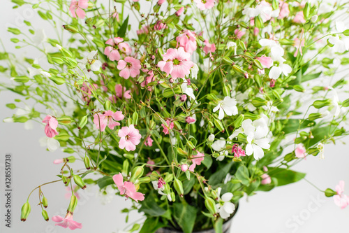 Large bouquet with small white and pink flowers of Gypsophila elegans, commonly known as showy baby's-breath isolated on white background, beautiful indoor floral background photograph