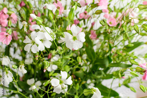 Large bouquet with small white and pink flowers of Gypsophila elegans, commonly known as showy baby's-breath isolated on white background, beautiful indoor floral background photograph