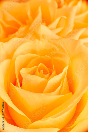 Yellow rose close-up on the background for Valentine's Day, mother's day, March 8th. Vertical image