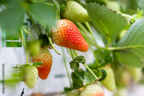 fresh strawberry grow
