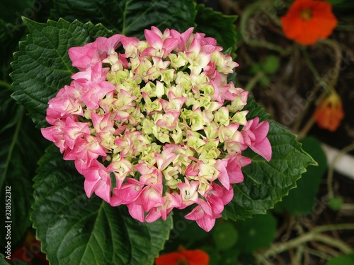 Lacy Hydrangea