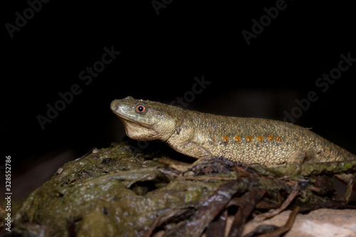 The Iberian ribbed newt, gallipato or Spanish ribbed newt (Pleurodeles waltl) photo