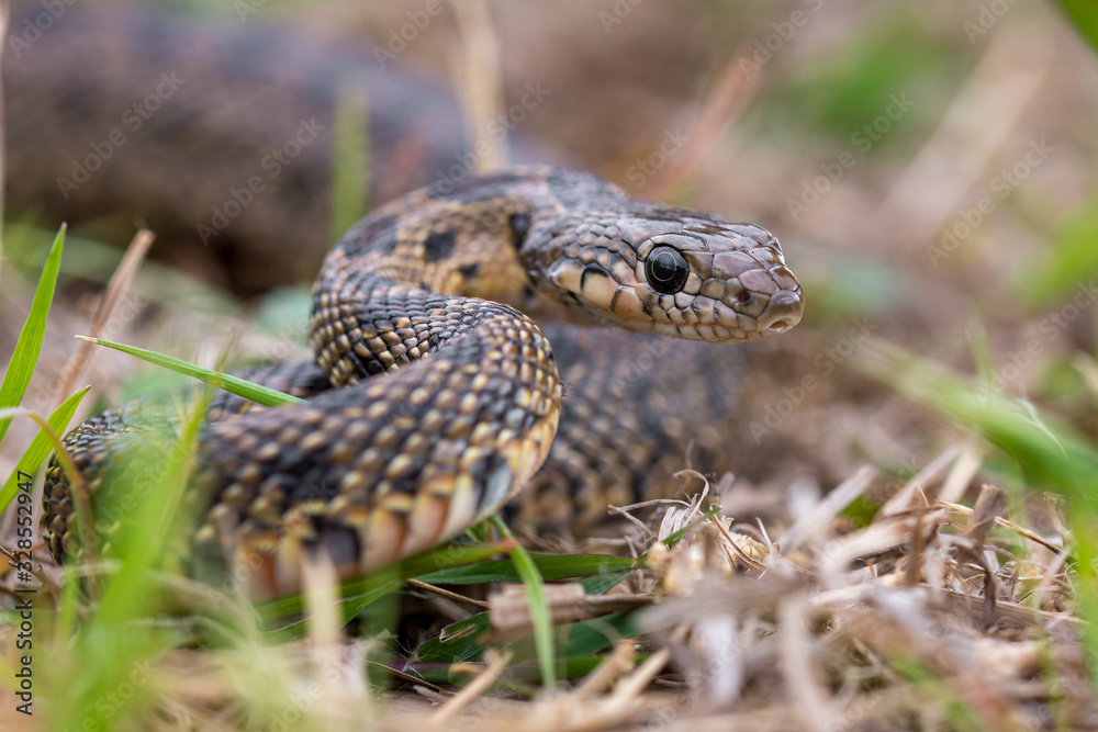 Horseshoe whip snake, hemorrhois hippocrepis portrait macro in nature. Horseshoe whip snake, hemorrhois hippocrepis portrait macro in nature.