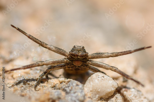 crab spider (Xysticus sp) spider macro