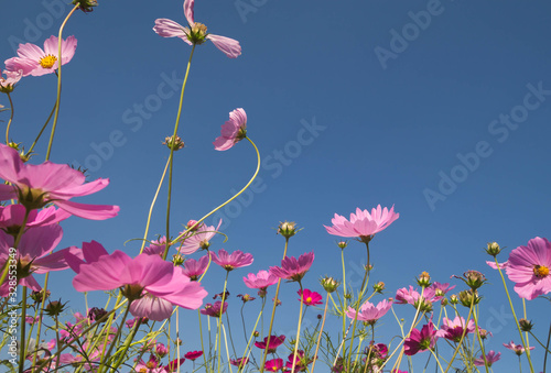 pink cosmos flower