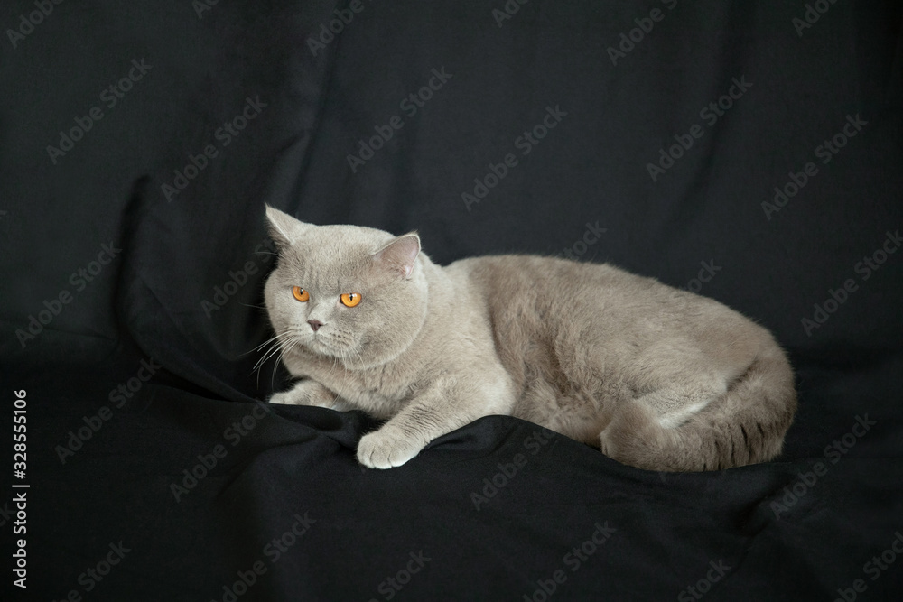 Gray cute cat lies on a black background.