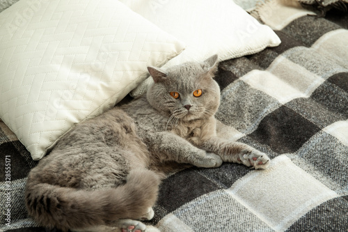 The cat lies on the bed. Relaxation. Morning. The cat is looking at the camera.