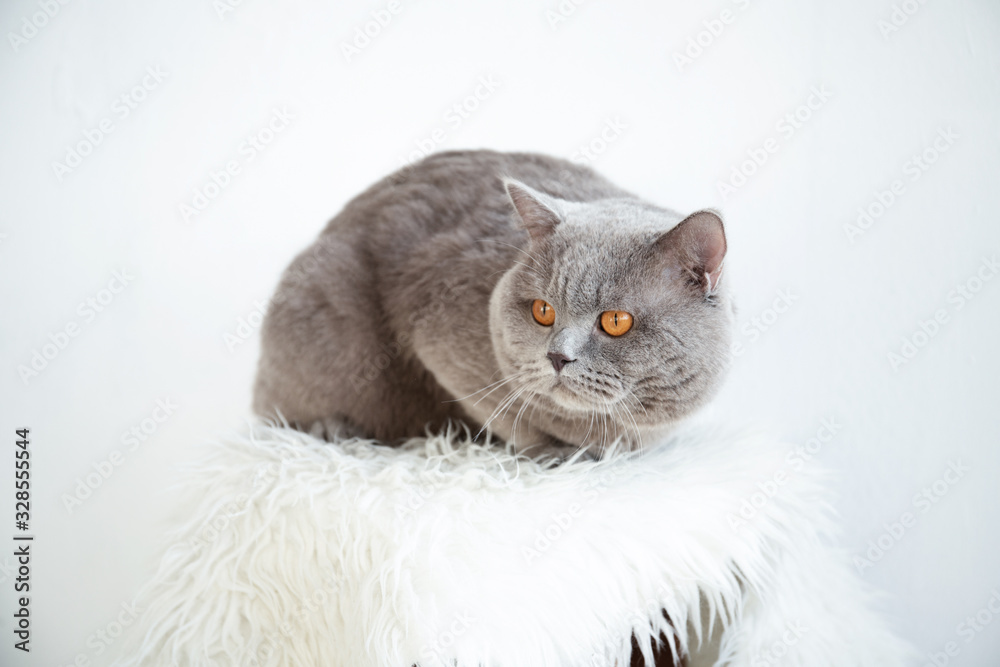 Beautiful cat is sitting in a room in the interior.