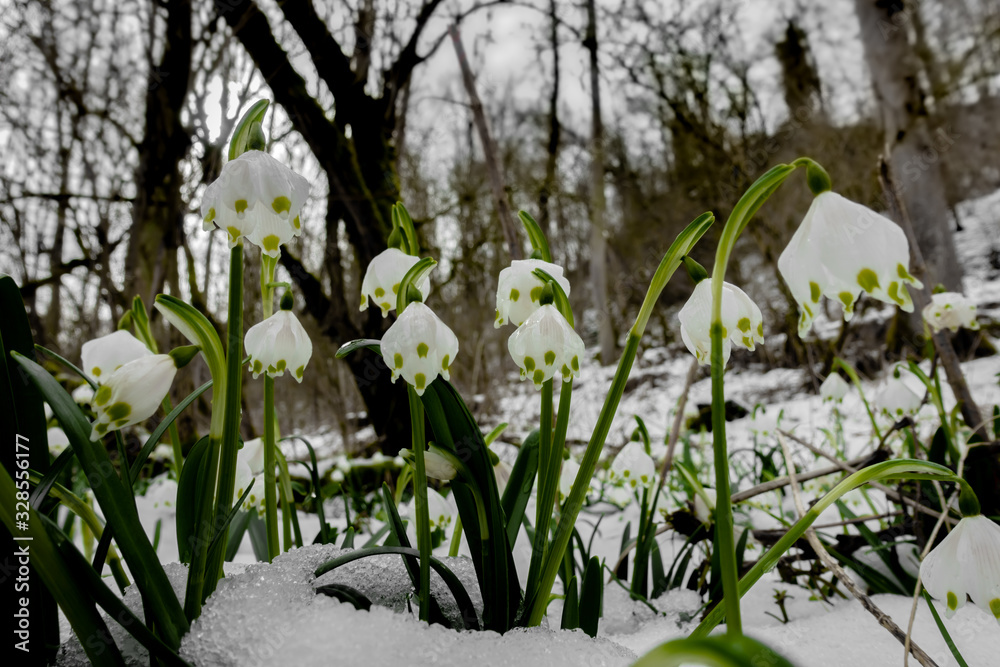 Fototapeta premium Märzenbecher mit Neuschnee