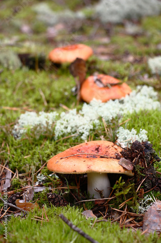 In the wood among a green moss, a lichen and fallen-down needles there are three russulas. photo