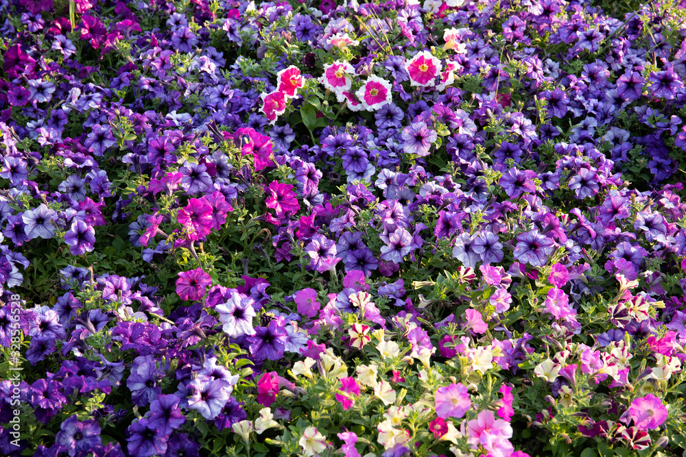 Beautiful petunia grows on the flower beds in the park Beautiful petunia grows on the flower beds in the park