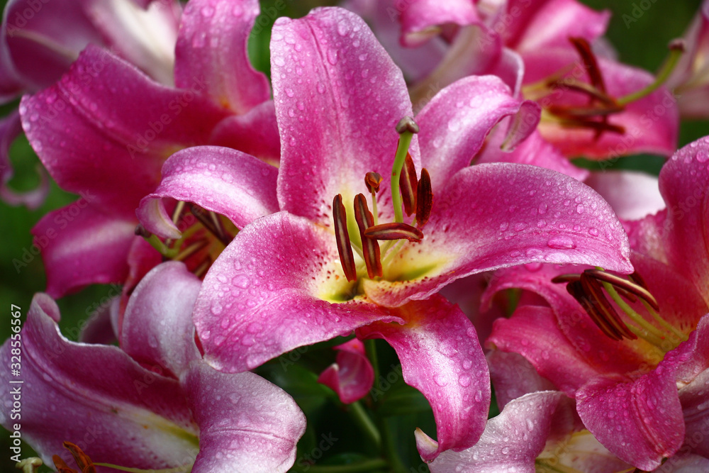 Large beautiful flower of a lily with petals of saturated darkly pink color near the same flowers.In total in water drops after a rain.