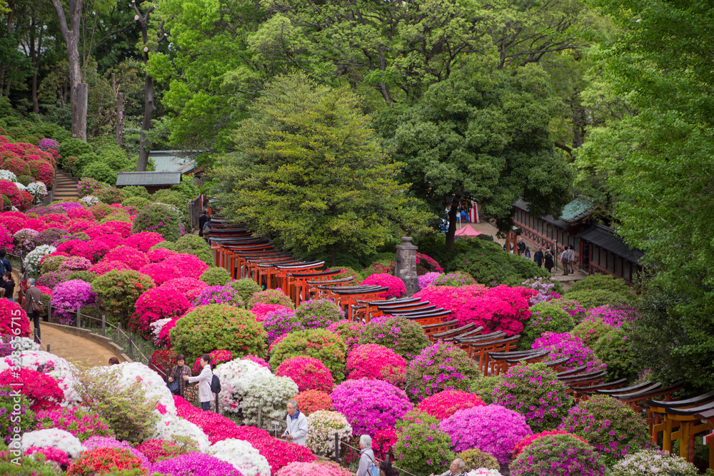 azalea flowers festival  japanese garden with red torii line up
