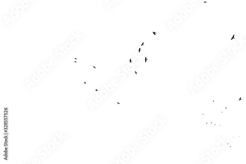 Black birds in the sky on a white background