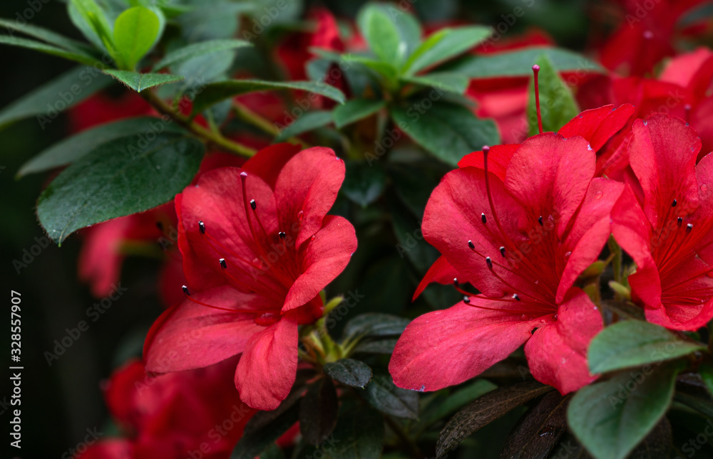 Azalea. A beautifully flowering species of plants from the genus Rhododendron.