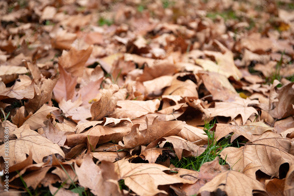 Dry leaves . Warm autumn day. Maple leaves Dry leaves . Warm autumn day. Maple leaves