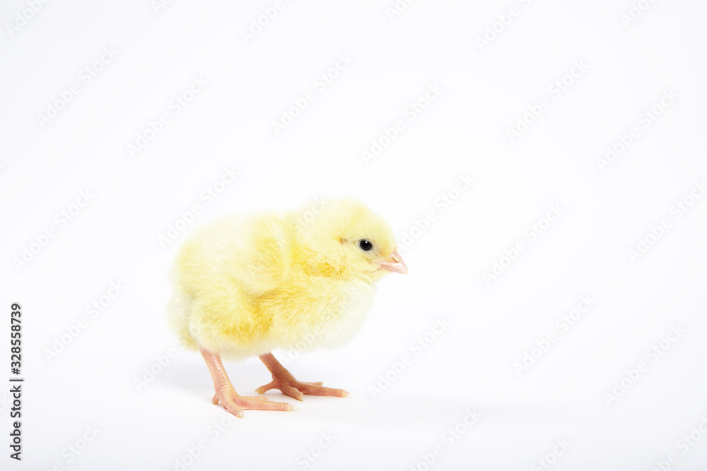 Obraz premium Chicken on a white isolated background. Beautiful yellow chick