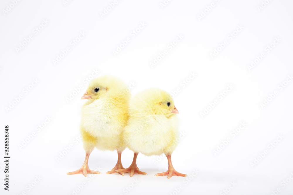 Chicken on a white isolated background. Beautiful yellow chick