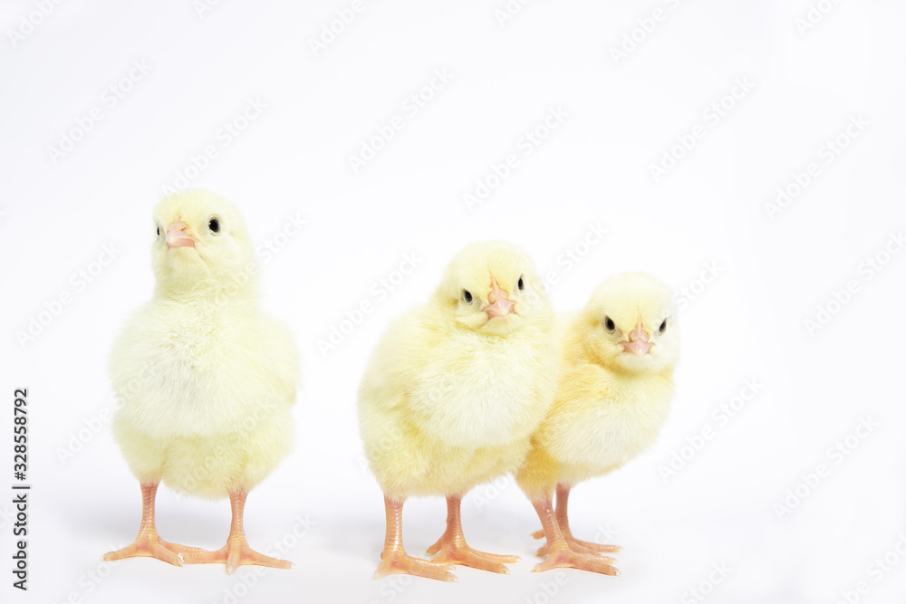A lot of little chickens on a white background in isolation. A lot of little chickens on a white background in isolation.