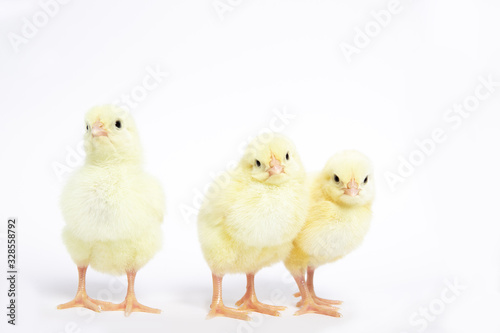 A lot of little chickens on a white background in isolation. © Inna