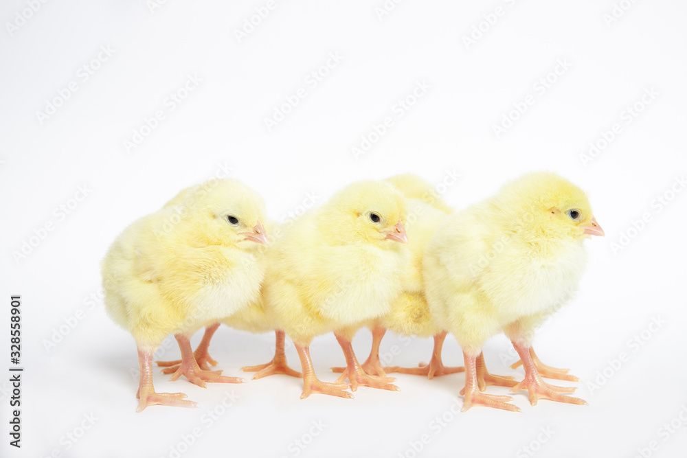 Chicken on a white isolated background. Beautiful yellow chick