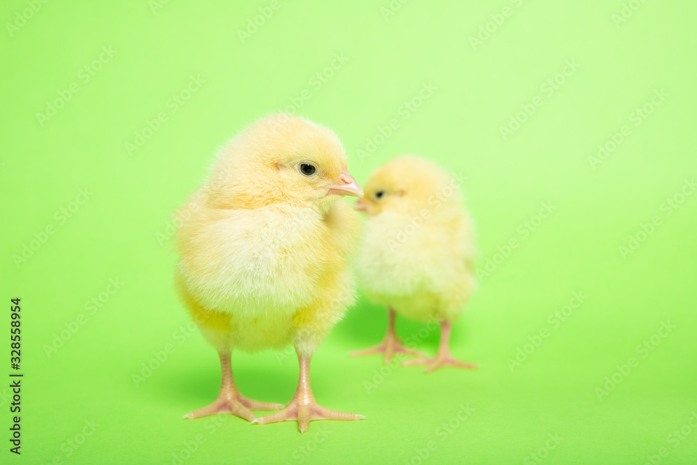 Chicken on a green isolated background. Beautiful yellow chick