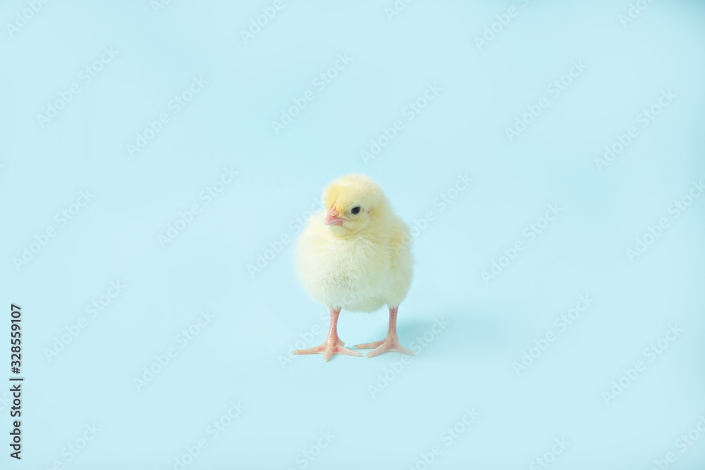 Chicken on a blue isolated background. Beautiful yellow chick