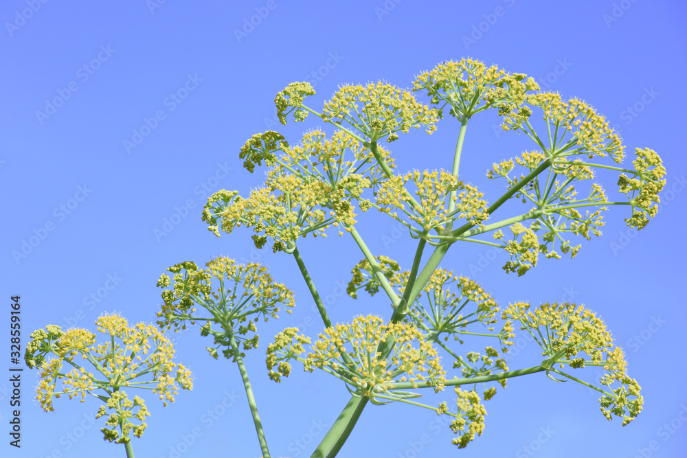 Fototapeta premium Fennel in bloom. 