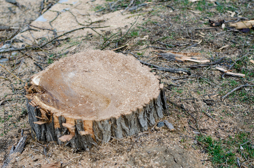 Illegal felling of trees. Stump from a large felled tree.