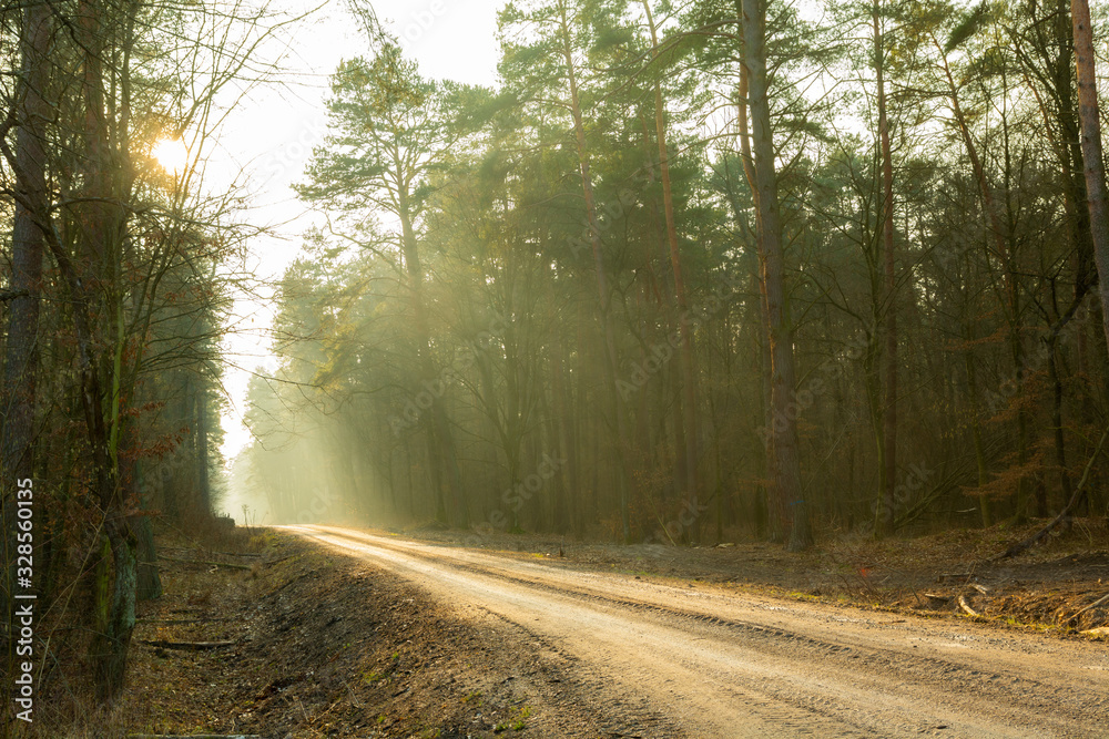 Dirt road through a misty forest, view on a sunny day