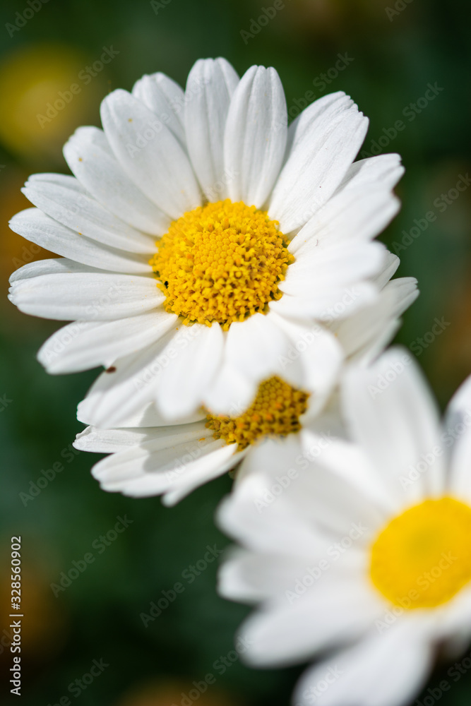 Obraz premium Gänseblümchen