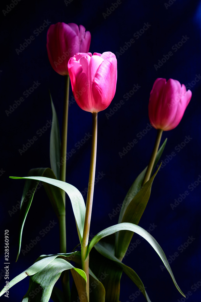 Side view of three small vivid pink tulip flowers and green leaves isolated on black paper, beautiful indoor floral background photographed with small focus Side view of three small vivid pink tulip flowers and green leaves isolated on black paper, beautiful indoor floral background photographed with small focus