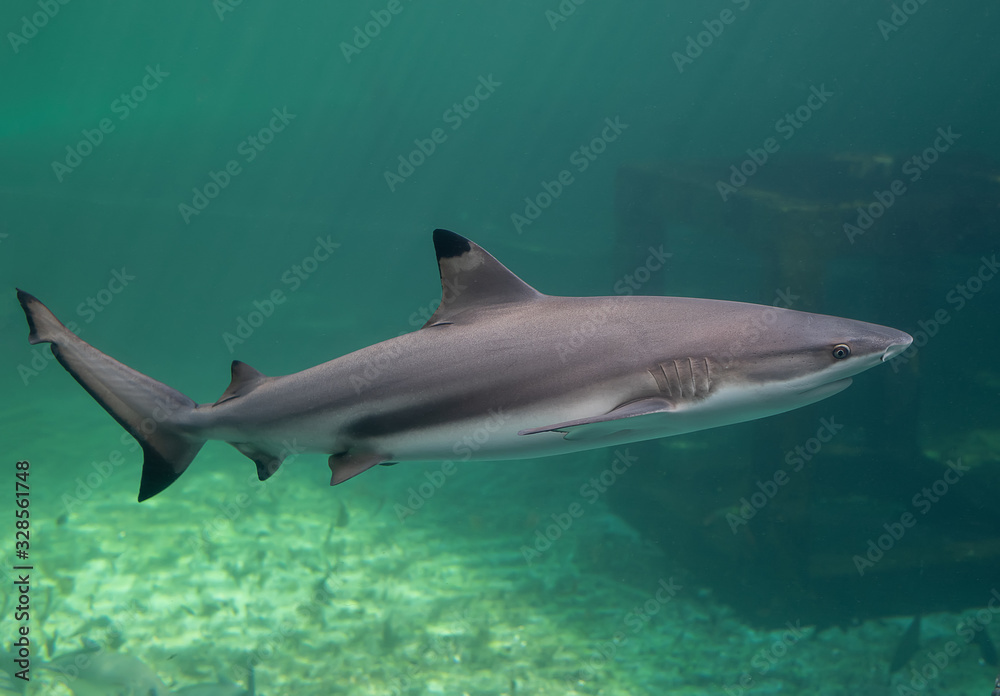 Fototapeta premium Blacktip reefs shark swimming.