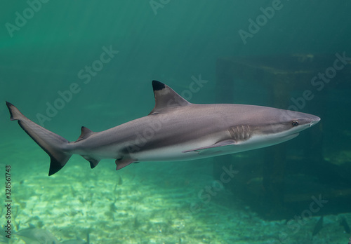 Blacktip reefs shark swimming.