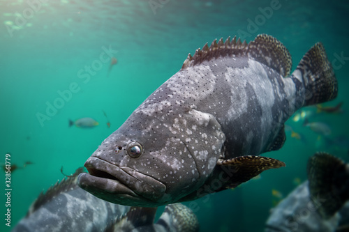 Bild auf Leinwand Giant grouper or brown spotted grouper fish.