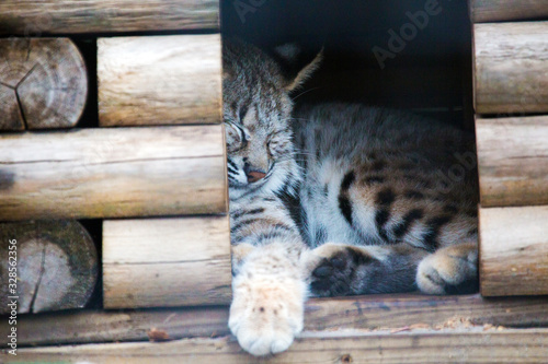 Cuddly Bobcat © Ashley