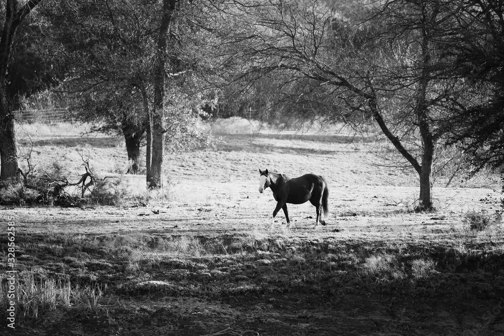Solitude of horse in Texas farm landscape alone. Solitude of horse in Texas farm landscape alone.