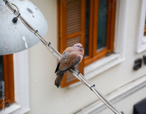 Bird on Street Wires