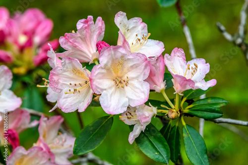 Bush of delicate pink and white flowers of azalea or Rhododendron plant in a sunny spring Japanese garden  beautiful outdoor floral background