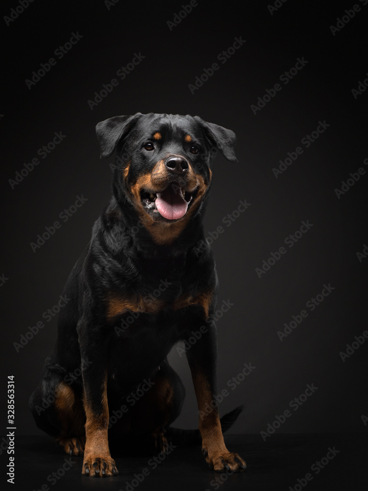 Portrait of a dog in the studio. Rottweiler on a black background. photo Pet for advertising. Portrait of a dog in the studio. Rottweiler on a black background. photo Pet for advertising.