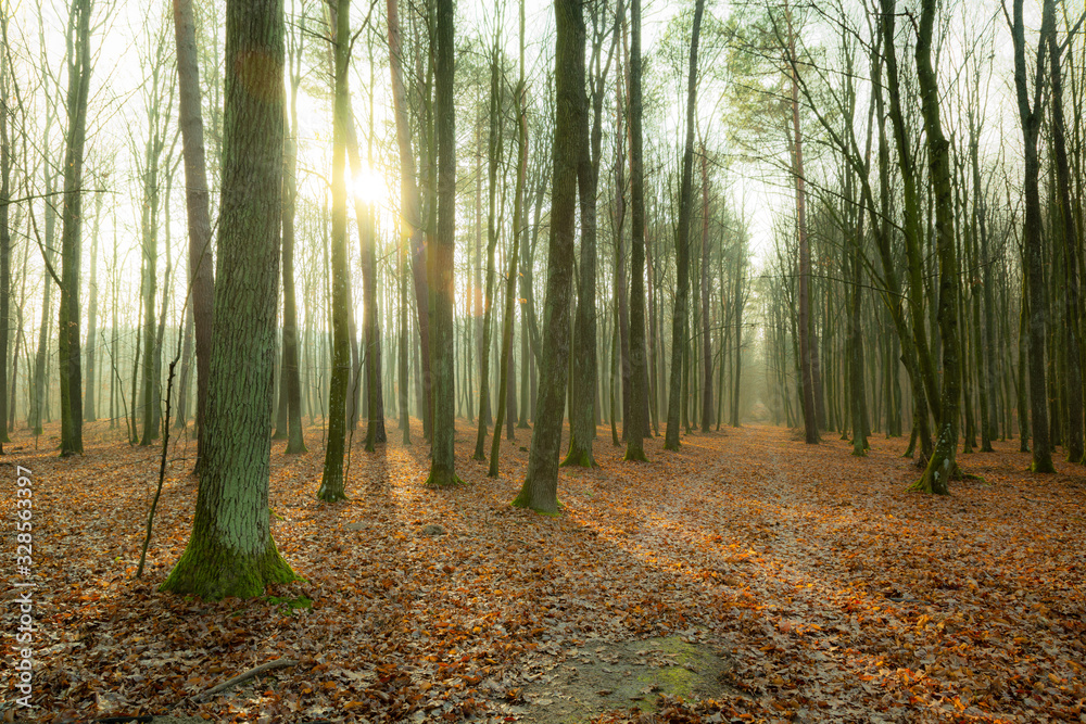 Obraz premium Road through autumn misty forest, sun behind trees, Zarzecze, Poland
