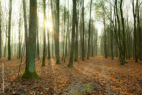 Road through autumn misty forest, sun behind trees, Zarzecze, Poland