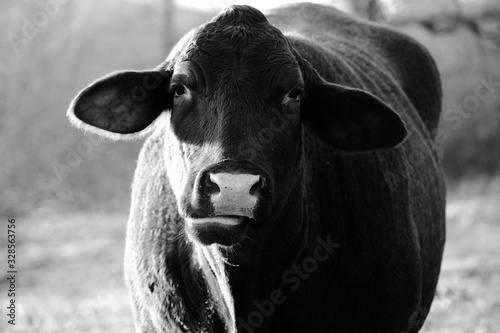 Santa Gertrudis cow portrait in black and white, close up farm animal face photo